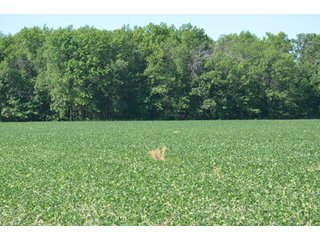 Property photo 1 - 108 +/- Acres Offered in 2 Tracts - Land Auction